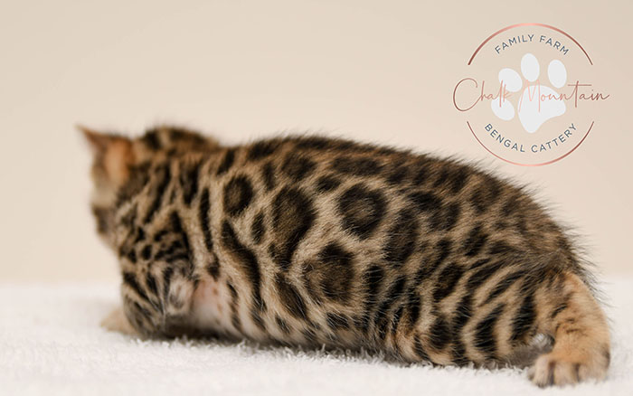 Bengal kitten for sale